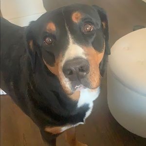 Meet your Posher, Nicholas